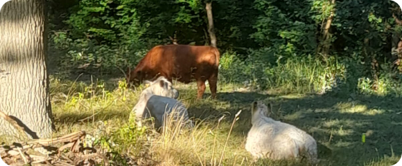 Galloways Rinder bei Landschaftspflege in Firnsbachtal/ Hutenwaldprojekt
