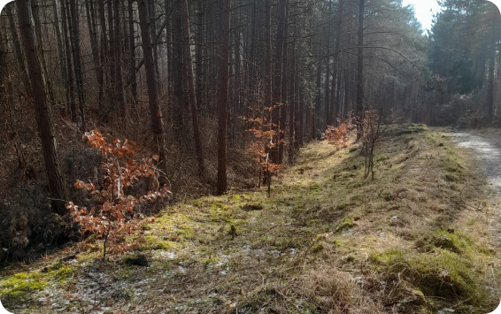 Ein Waldweg im Stadtwald Zierenberg mit Baumsätzlingen am Rand