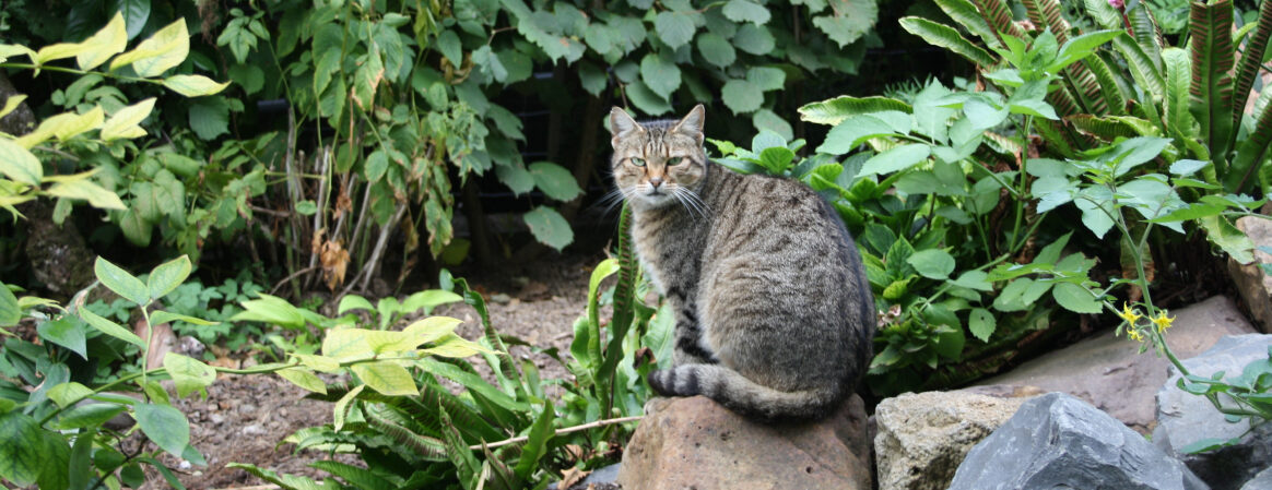 Katze sitzt auf einem Stein im Garten