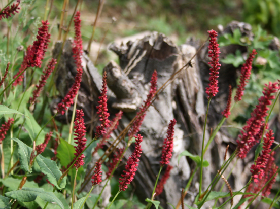 Persicaria (Kerzenknöterich)